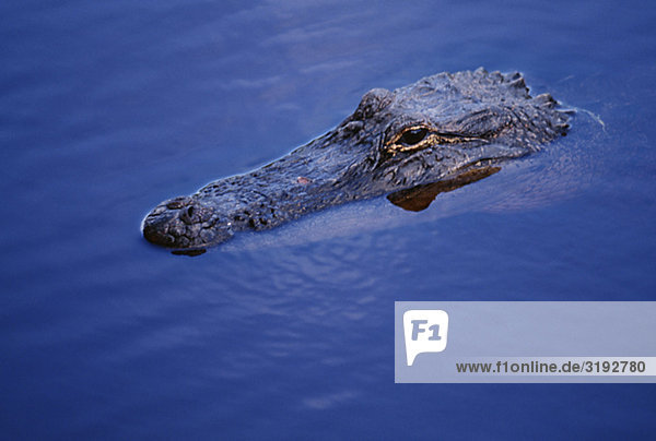 Krokodil in Wasser  erhöhte Ansicht