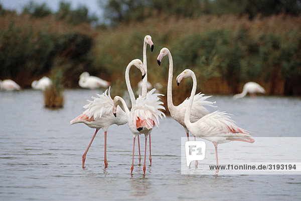 Größere Flamingos  Frankreich.
