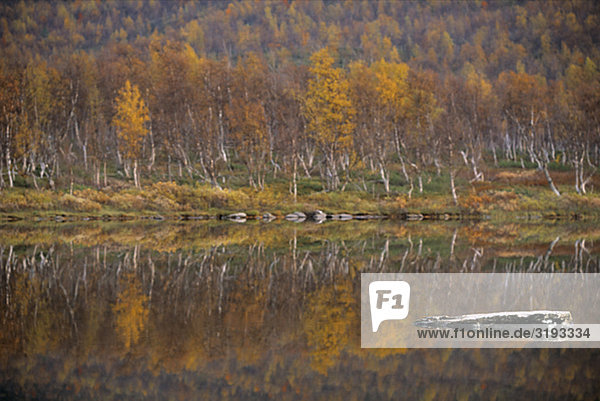 Herbstfarben Birch in den Bergen.