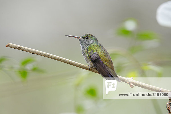 Kolibri auf Ast  Foz do Iguacu  Brasilien  Seitenansicht