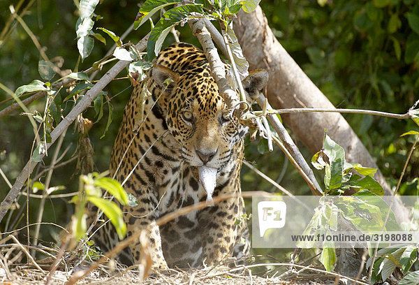 Jaguar (Panthera onca)  Pantanal  Mato Grosso  Brasilien  Frontalansicht