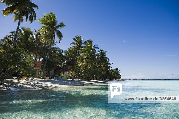 Palm trees on a beach  the Maldives.
