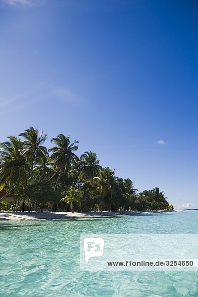 Palmen am Strand  den Malediven.