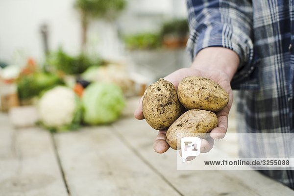 Farmer showing ecological potatoes.