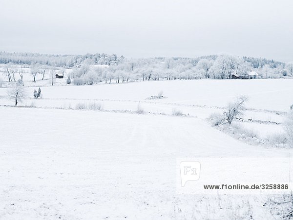 A snow covered landscape  Sweden.