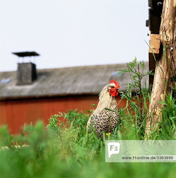 A rooster in a farm  Sweden.