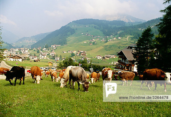 Vieh weidete  Dolomiten  Italien.