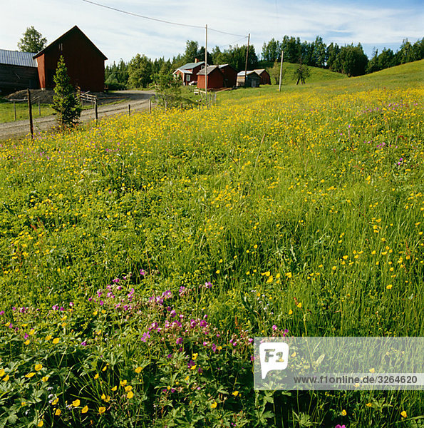 Flowery meadow  Lapland  Sweden.
