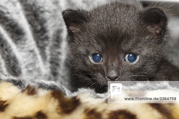 Domestic cat  black kitten  portrait  close-up