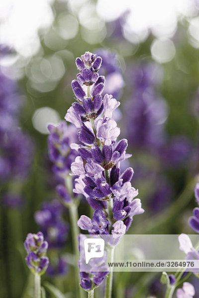 Blühender Lavendel (Lavandula angustifolia)  Nahaufnahme
