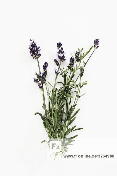Lavendel (Lavandula angustifolia)  erhöhte Ansicht