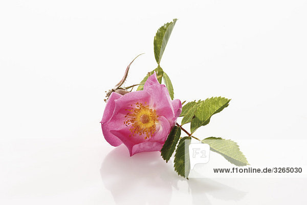 Heckenrose (Rosa corymbifera)