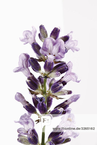 Lavender flowers (Lavandula angustifolia)  close-up