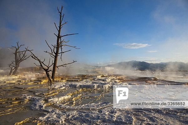 USA  Wyoming  Yellowstone Nationalpark  Mammut Hot Springs Terrasse
