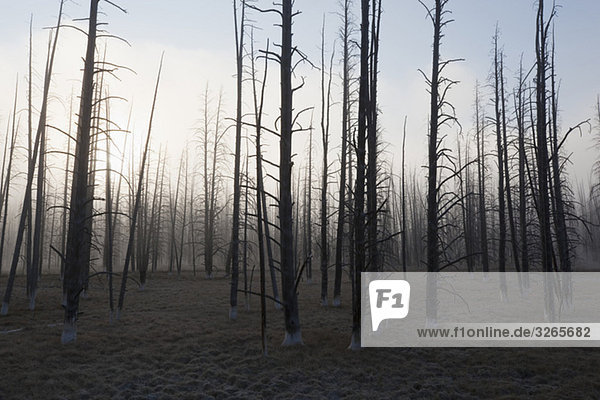 USA  Yellowstone Park  Tote Bäume in nebliger Landschaft