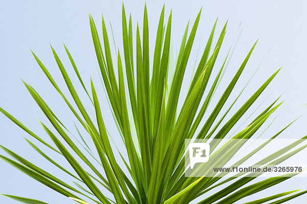 Asien  Indonesien  Bali  Palmblätter  Nahaufnahme