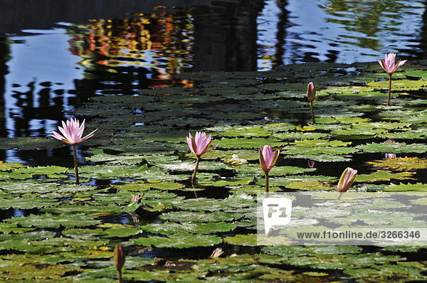 Asia  Indonesia  Bali  Pond with Lotus flowers ((Nelumbo)