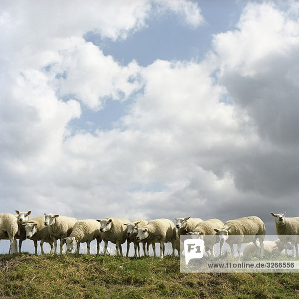Niederlande  Schafherde auf dem Feld stehend