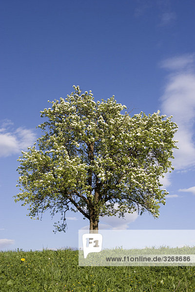 Austria  Salzkammergut  Fruit tree in spring