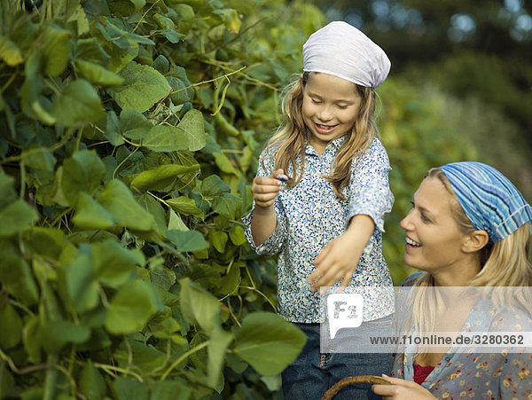 A girl and woman collecting runner beans