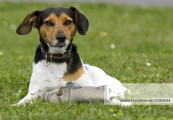 Jack Russel Terrier with toy lying on meadow  front view