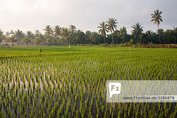 Reisfeld in Lombok Indonesien
