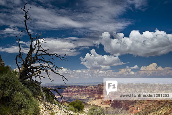 Kahler Baum auf dem Südrand (South Rim) des Grand Canyons,  Arizona,  USA,  Vogelperspektive