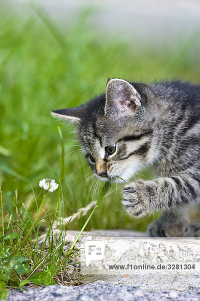 Junge Katze spielt mit Grashalm  Close-up