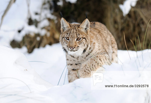 Karpatenluchs (Lynx lynx carpathicus) im Schnee  Nationalpark Bayerischer Wald  Deutschland