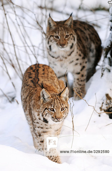 Zwei Karpatenluchse (Lynx lynx carpathicus) im Schnee,  Nationalpark Bayerischer Wald,  Deutschland