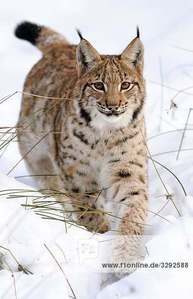 Karpatenluchs (Lynx lynx carpathicus) im Schnee  Nationalpark Bayerischer Wald  Deutschland