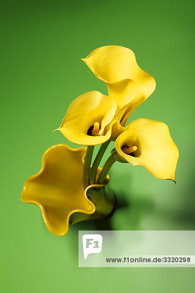 Gelbe Calla in Blumenvase  Erhöhte Ansicht