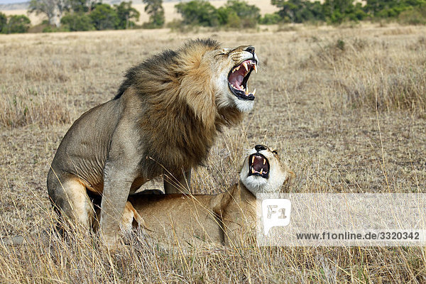 Zwei Löwen (Panthera leo) bei der Paarung  Masai Mara National Reserve  Kenia
