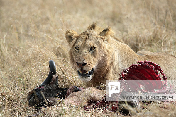Löwin (Panthera leo) mit Beute  Masai Mara National Reserve  Kenia