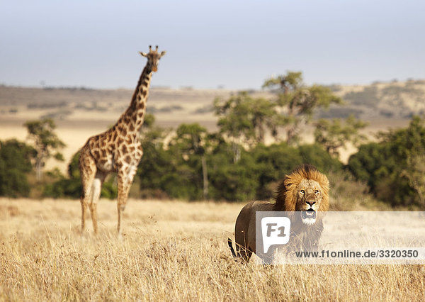 Löwe (Panthera leo) und Masai Giraffe (Giraffa camelopardalis tippelskirchi)  Masai Mara National Reserve  Kenia