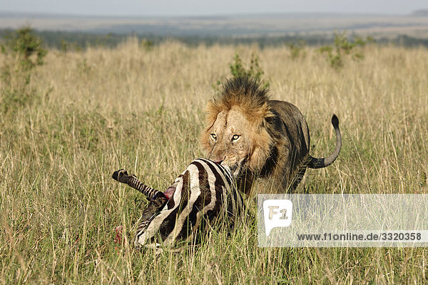 Löwe (Panthera leo) frisst Beute  Masai Mara National Reserve  Kenia
