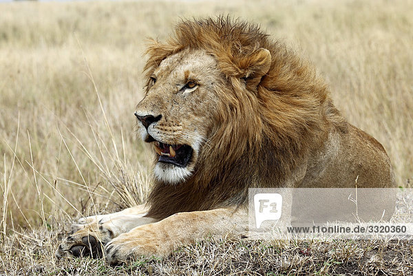 Löwe (Panthera leo) im Gras liegend  Masai Mara National Reserve  Kenia
