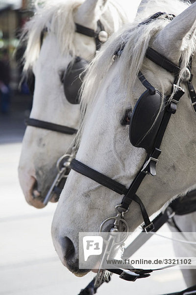 Detail von zwei weißen Pferden