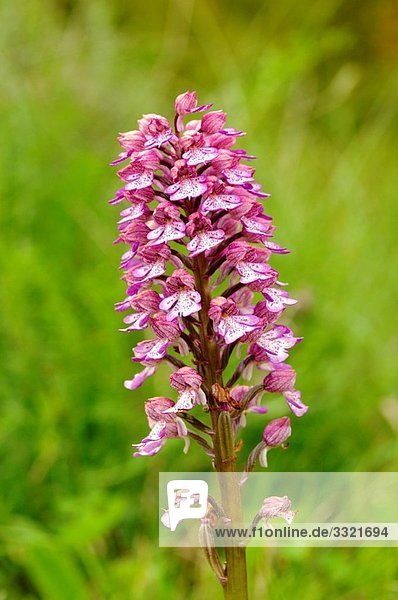 Lady orchid   orchis purpurea