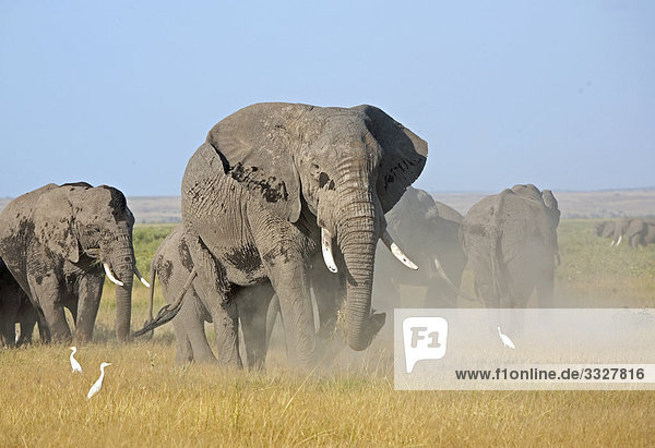 Elefantenherde (Loxodonta africana)   Masai Mara National Reserve  Kenia