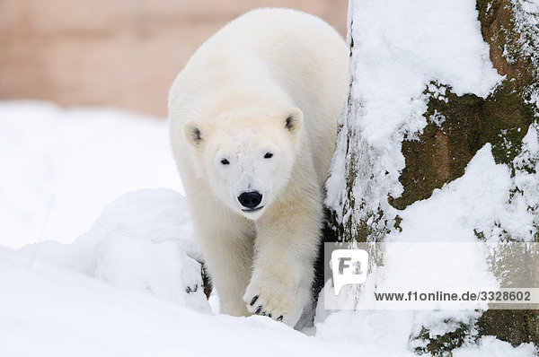 Eisbär (Ursus maritimus) im Schnee  Frontalansicht