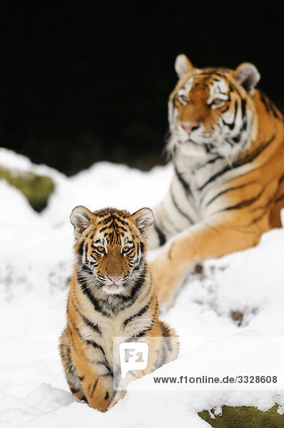 Sibirischer Tiger (Panthera tigris altaica) mit Jungen im Schnee