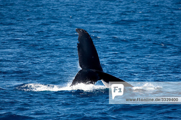 Behavior of Humpback whale.
