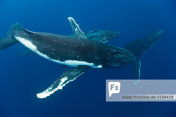 Behavior of Humpback whales