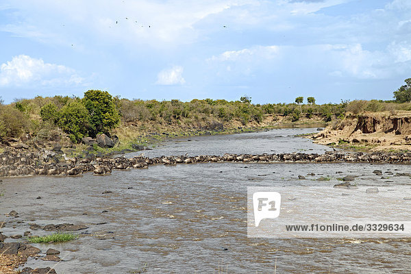 Herde Streifengnus (Connochaetes taurinus) überquert einen Fluss  Masai Mara National Reserve  Kenia