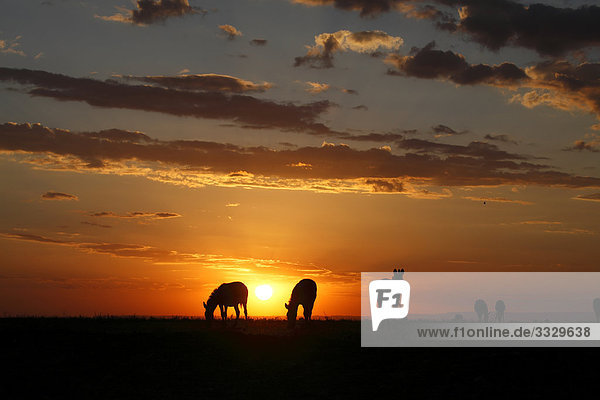 Steppenzebras (Equus quagga) bei Sonnenuntergang  Masai Mara National Reserve  Kenia