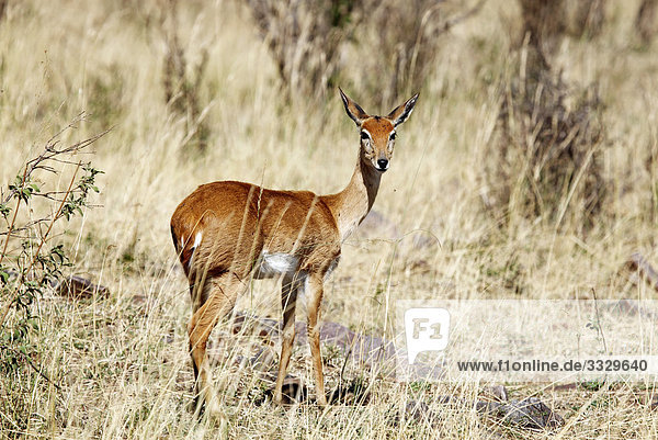 Bleichböckchen (Ourebia ourebi)  Masai Mara National Reserve  Kenia  Seitenansicht