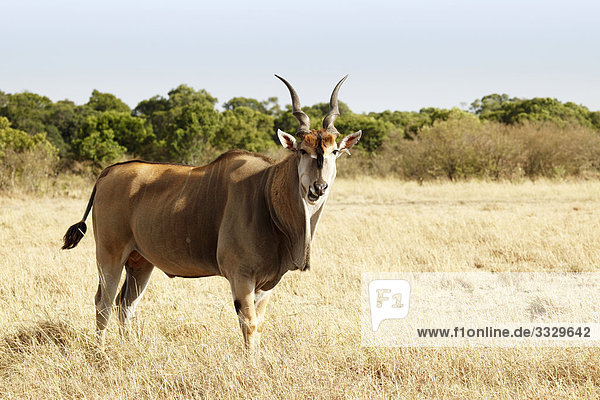 Elenantilope (Taurotragus oryx)  Masai Mara National Reserve  Kenia  Seitenansicht