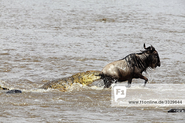 Krokodil (Crocodilia) jagt Streifengnu (Connochaetes taurinus) im Wasser  Masai Mara National Reserve  Kenia