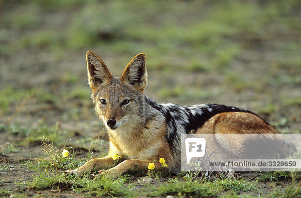 Schabrackenschakal (Canis mesomelas) liegend  Etosha-Nationalpark  Namibia